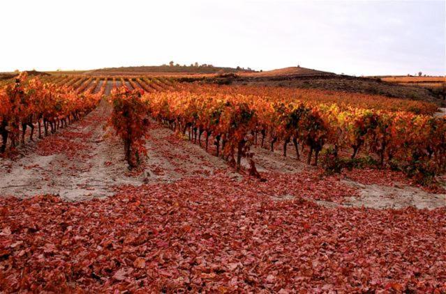 Maison Vigneronne De Bonne Maman - Climatisee Cesseras Exterior photo